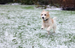 Dog in snowy grass