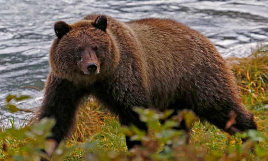 A coastal brown bear at the Chilkoot river near Haines, Alaska. The National Parks Conservation Association said: ‘This activity is cruel and has no place on America’s national park lands.’