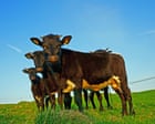 ‘British food will disappear’: trade deal after Brexit is hitting UK farmers hard