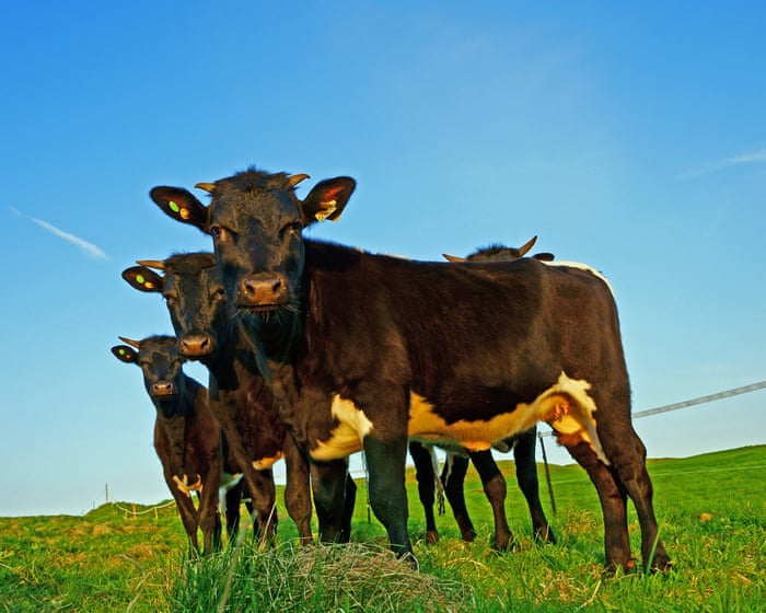 ‘British food will disappear’: trade deal after Brexit is hitting UK farmers hard