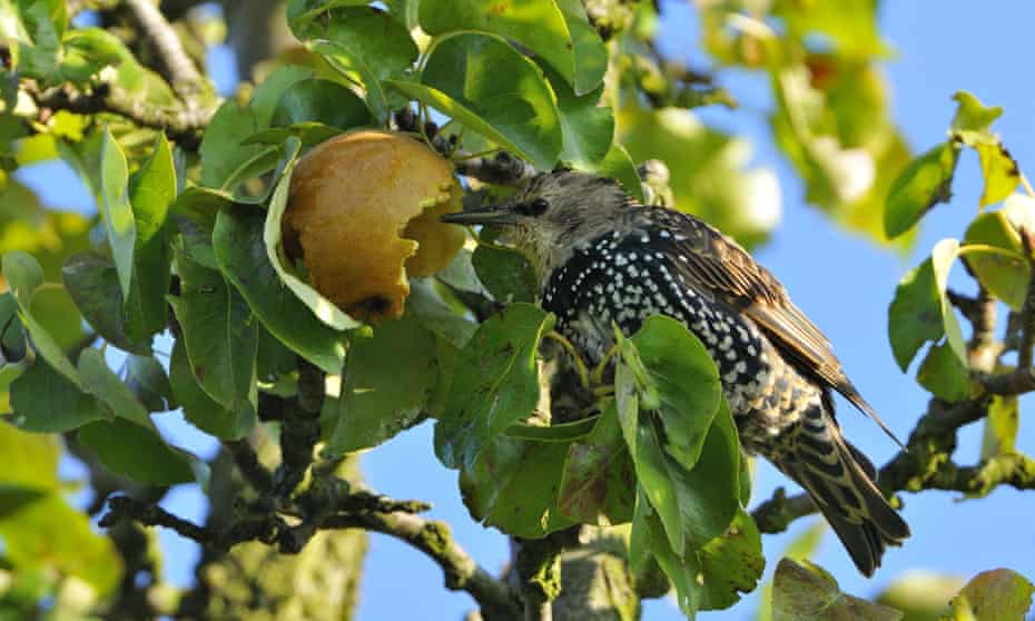 Common starling making a feast of a pear tree.