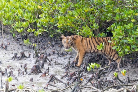 A Bengal tiger at the edge of a mangrove forest
