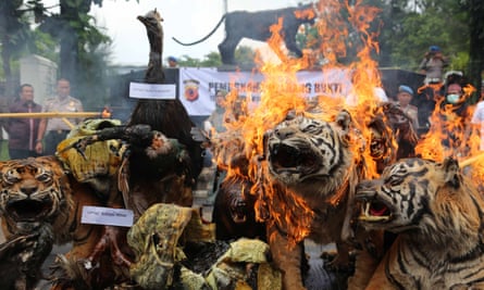 Indonesian officials set fire to a stockpile of illegal items made from endangered animals, including tigers, sun bears and the Javan gibbon.