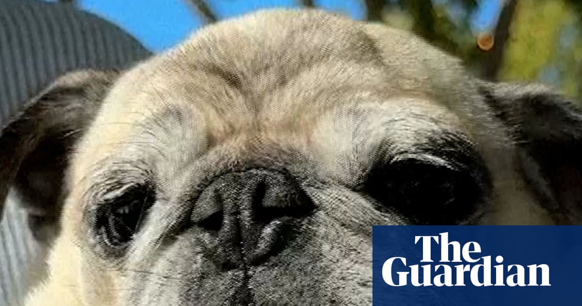 'They're so ugly, they're cute': Pug tops podium at the World's Ugliest Dog contest – video