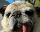 'They're so ugly, they're cute': Pug tops podium at the World's Ugliest Dog contest – video