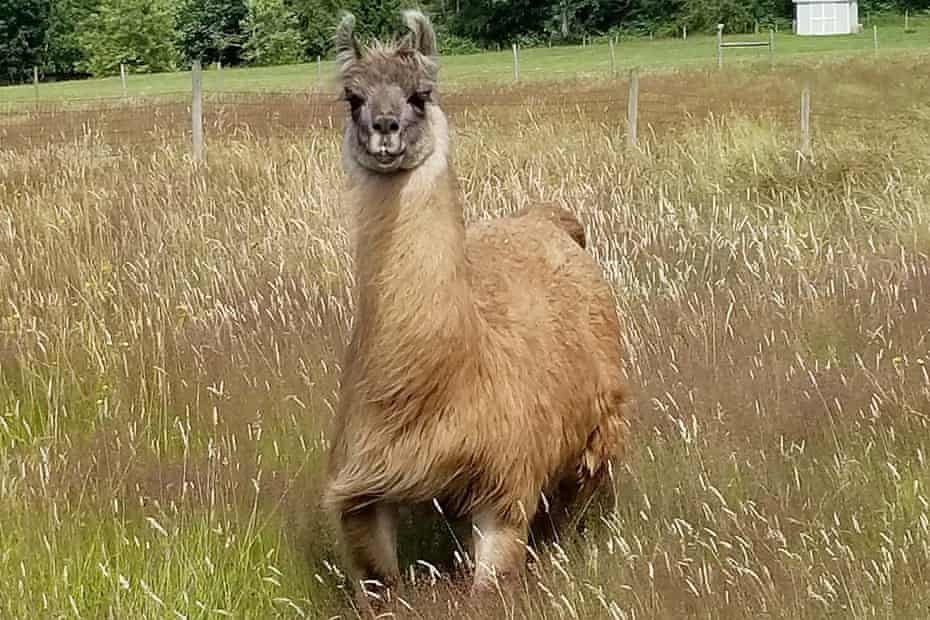 Cormac the llama