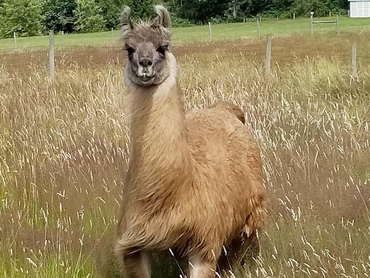 In the search for Covid protection, Cormac the 'extremely charismatic' llama  may hold a key | Coronavirus | The Guardian