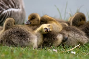 Greylag goslings snuggled up together on grass at Finnamore Lakes