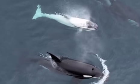The white orca captured on video by the Newport Coastal Adventures team.