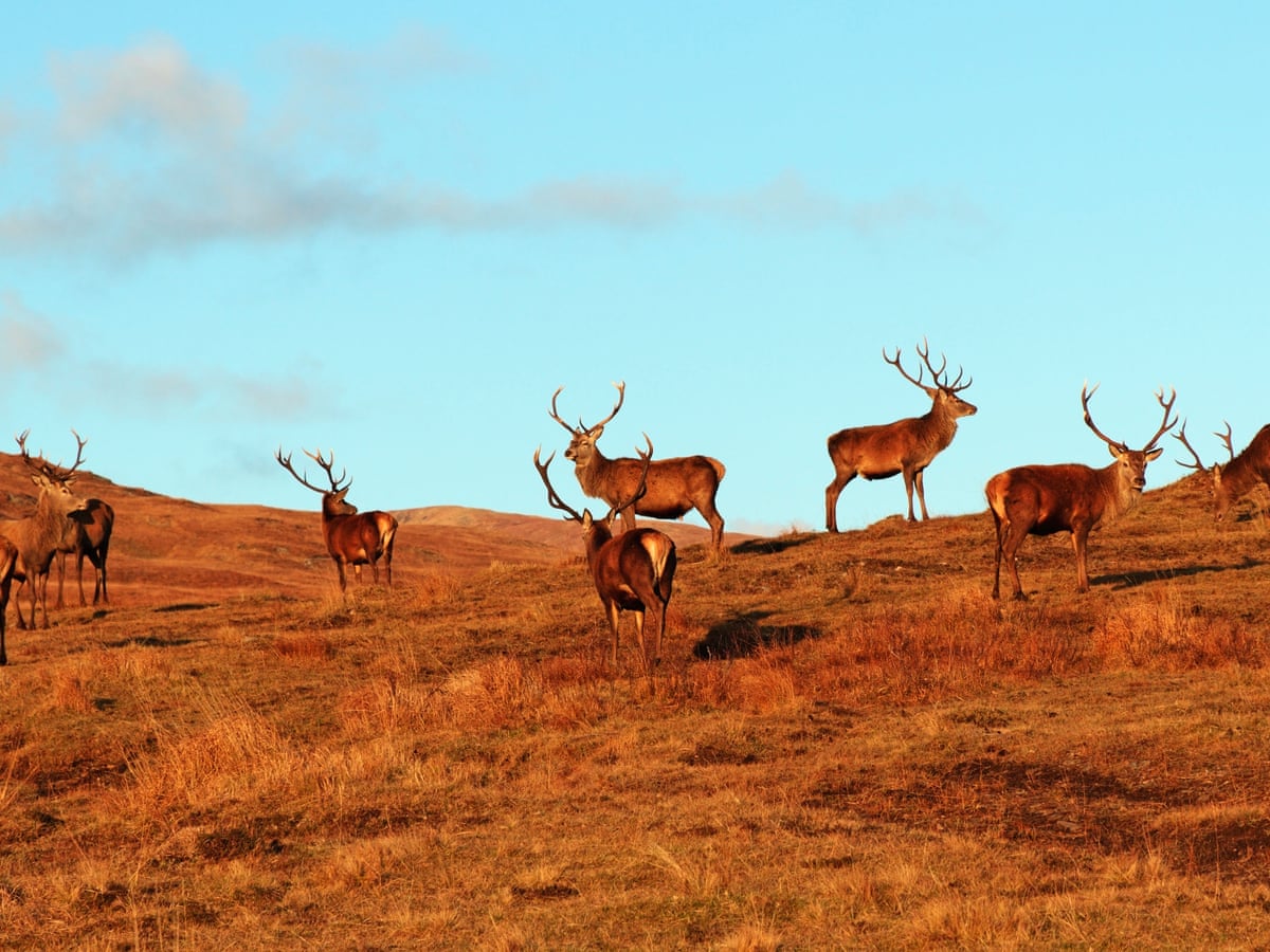 People Think The Deer Are Lovely Then They Learn More About It