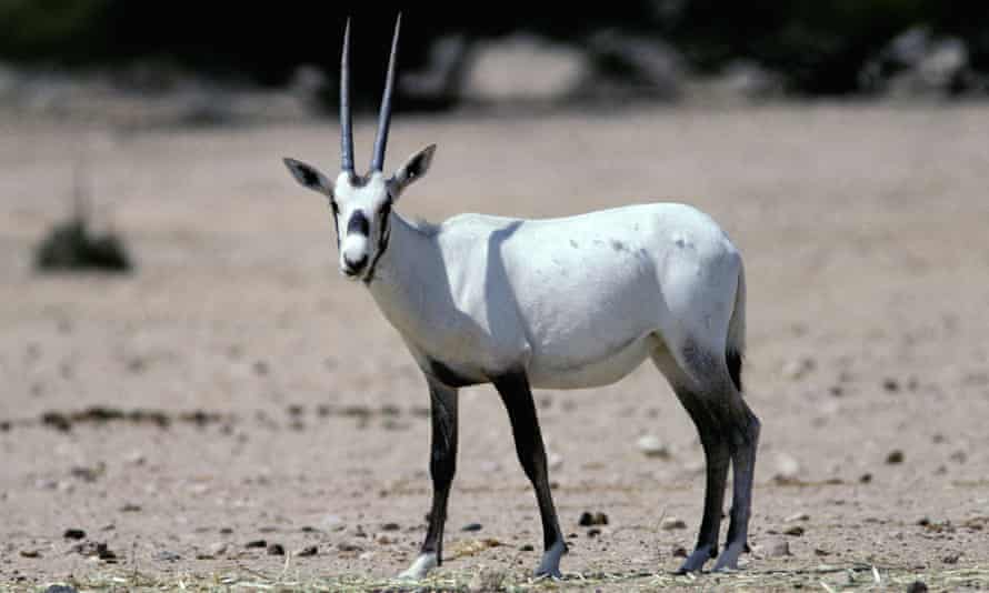 Arbaian Oryx: hunted almost to extinction.
