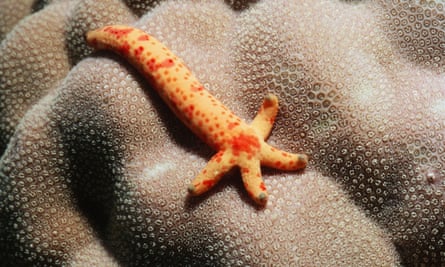 Five animals that can regenerate | Animals | The Guardian Five animals that can regenerate | Animals | The Guardian