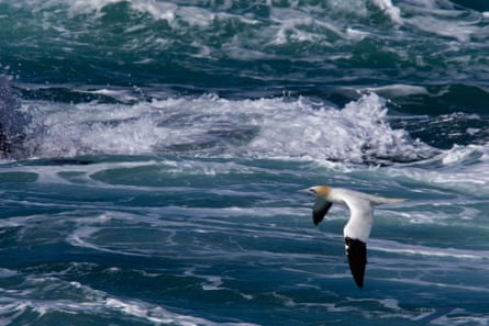 A birdd flies low over rough sea.