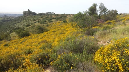 Scrubby landscape with plentiful yellow flowers