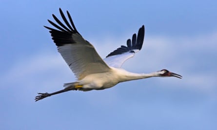 A large white bird with a very long, narrow white body, dark head and dark feet cast behind it, with a large wingspan, with mostly white feathers but black at the tips.
