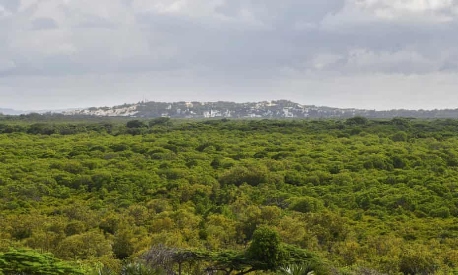 A mangrove forest near the resort town of Lamu  in Kenya's north coast