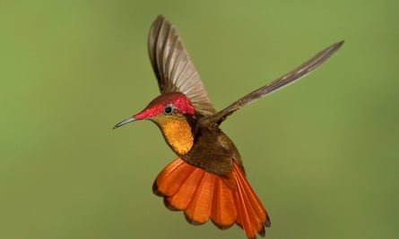 Ruby topaz hummingbird in Tobago.