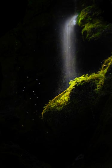 Photo of waterfall over rock covered in ferns