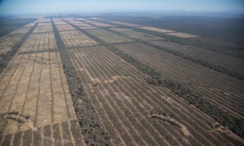 Deforestation in the Chaco forest in Salta province