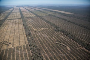 Chaco forest, Salta province