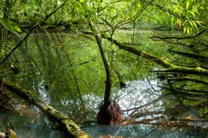 Willow reflections in a wooded kettle hole pond.