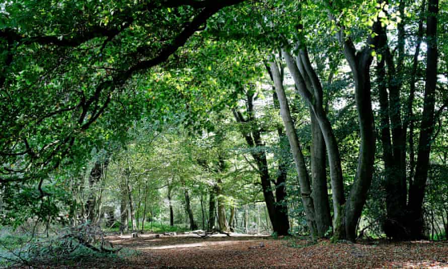A wooded path on the Wrekin