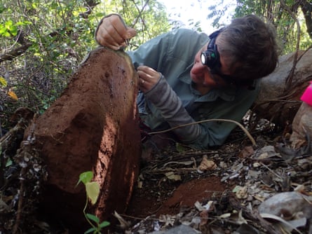 Mark Harvey searching for a rare pseudoscorpion (under rocks) and trapdoor spiders (on embankments) in the Kimberley, 2022.