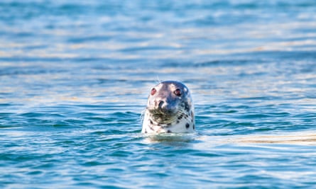 Grey seal in ScotlandGrey seal (Halichoerus grypus) poking its head out of the water as it swims at Port Wemyss, Islay, Scotland.