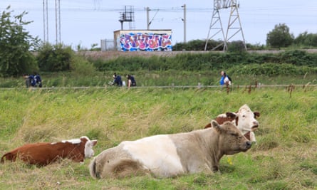 Cattle grazing on Hackney Marshes.