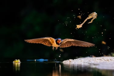 A swallow flies low over water with a frog dangling from its beak, as another frog leaps into the air nearby