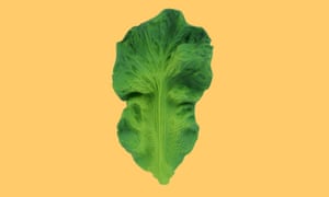 Kale jouet de dentition