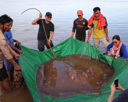 People surround a female giant freshwater stingray as they suspend the animal in a green sheet while in a river