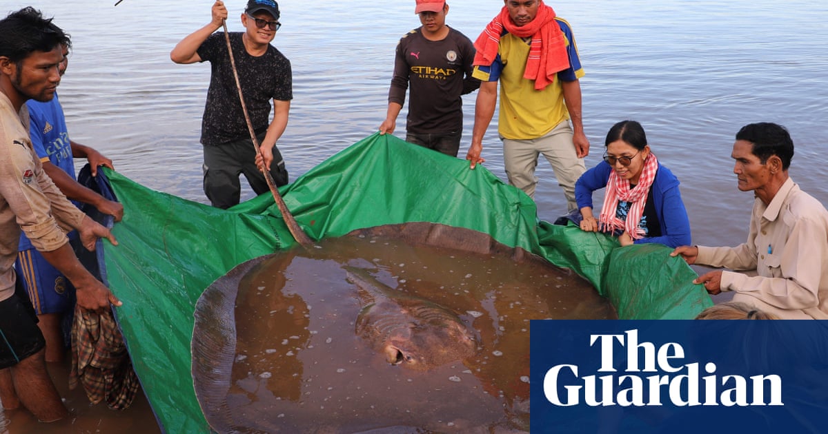 Biologists buoyed by discovery of 4-metre endangered stingray in Cambodia