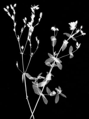 Hypericum pulchrum - slender St John's-wort