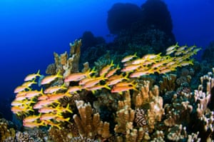 Up to 77% of the Pacific Ocean’s fish abundance occurs in Rapa Nui and recent expeditions discovered several new species.