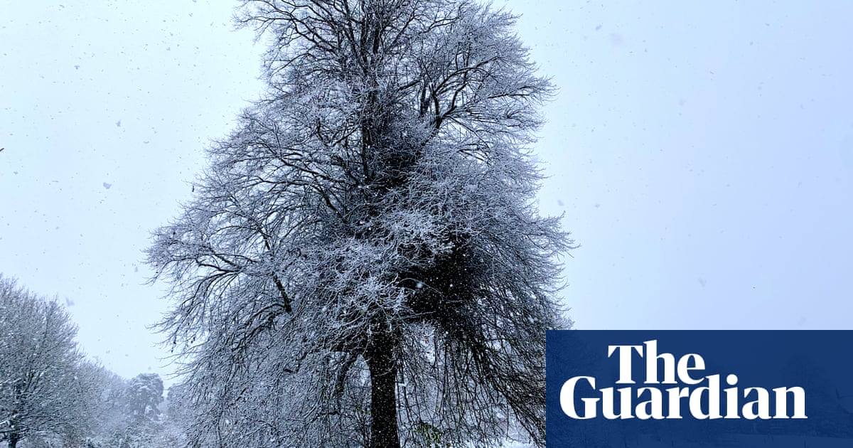 Country diary: This snow-heavy tree is crackling with invisible birds | Paul Evans