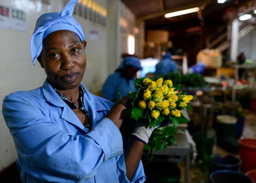 Simbi Roses is a Fairtrade flower farm in Thika, Kenya, that produces cutting flowers for export.