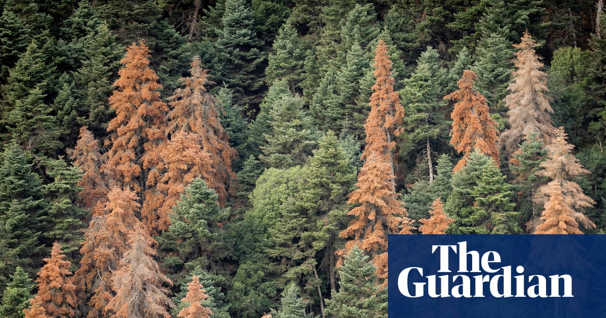 They survived wildfires. But something else is killing Greece's iconic fir forests