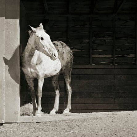 Buddy, an Apaloosa horse aged 28, went to a sanctuary after losing his sight