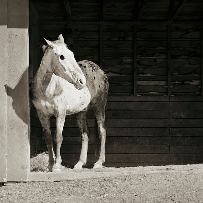 Put out to grass: when animals are allowed to grow old | Photography | The Guardian Put out to grass: when animals are allowed to grow old | Photography | The Guardian