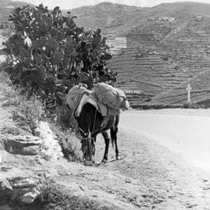 The donkey and the Cross, Spain 1959