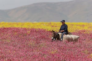 Van, Turkey. A man rides his donkey through the colourful fields