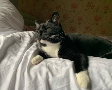 Tux resting indoors while yearning to go back outside