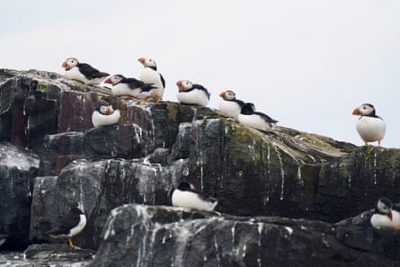Puffins sit on a rock
