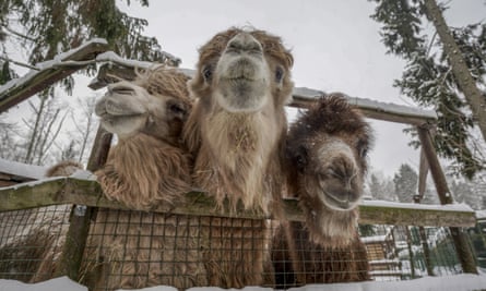 Three actual llamas in Russia.