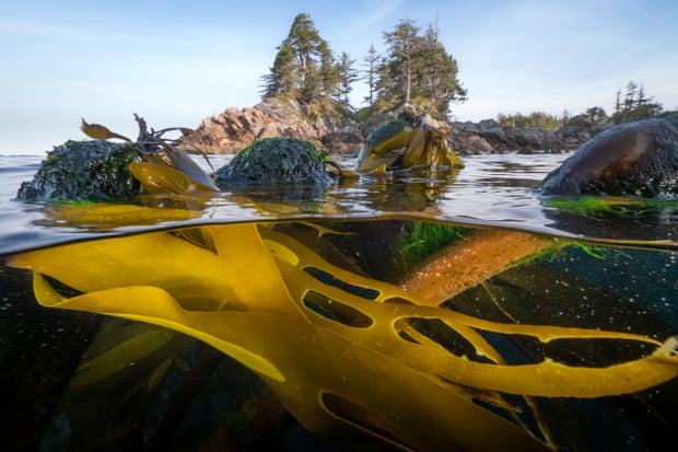 Bull kelp