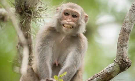 Trained rhesus monkeys will attack bird nests and ensure birds do not get in the way of planes during a victory day parade.