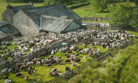 The flock at the farmhouse