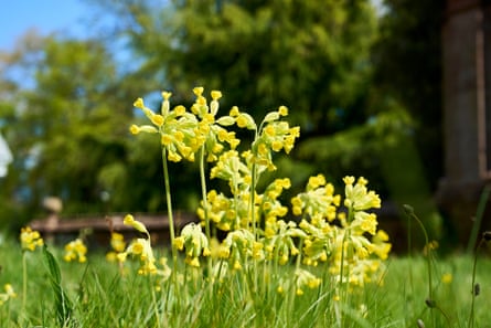 Yellow wildflowers.