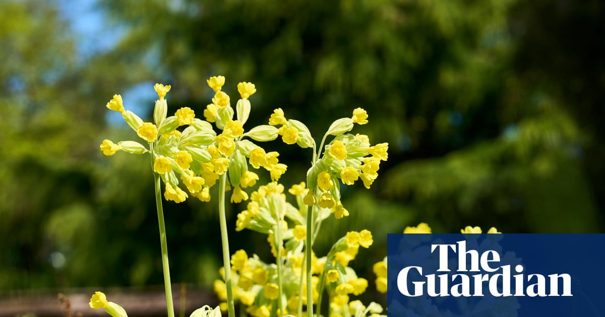 From neat lawns to wild havens: how No Mow May is transforming England’s gardens | Wild flowers From neat lawns to wild havens: how No Mow May is transforming England’s gardens | Wild flowers